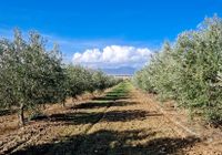 Finca Alto de las Pajas